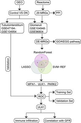 Identification of ULK1 as a novel mitophagy-related gene in diabetic nephropathy